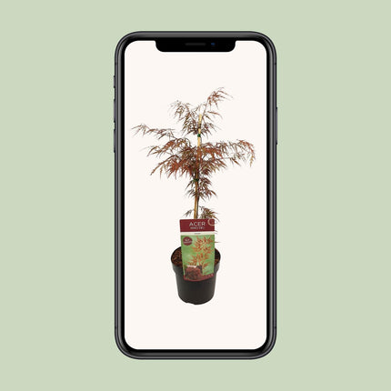 Acer Palmatum 'Garnet' - Japanse Esdoorn - ↕40cm - Ø19cm
