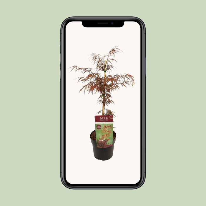 Acer Palmatum 'Garnet' - Japanse Esdoorn - ↕40cm - Ø19cm