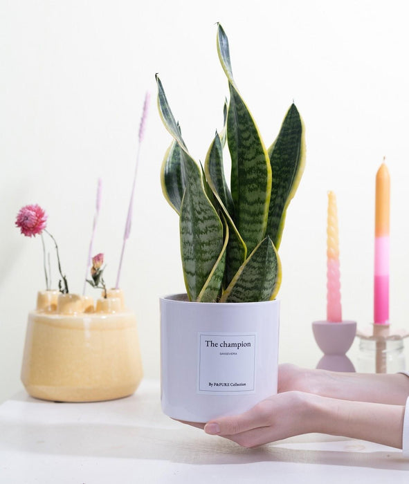 Sansevieria Gift "The Champion" met wenskaart - Ø12cm - ↕30cm