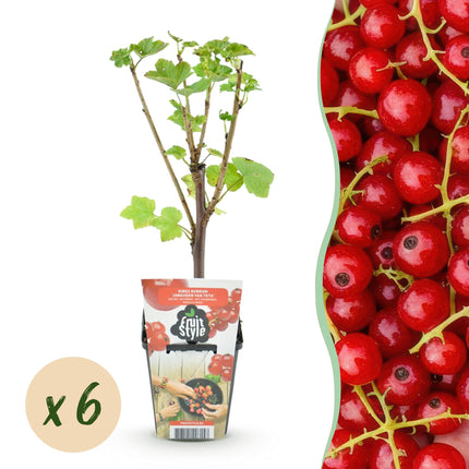 Ribes rubrum Jonkheer van Tets - Redcurrant - ↕30-35 cm - Ø9cm - 6x