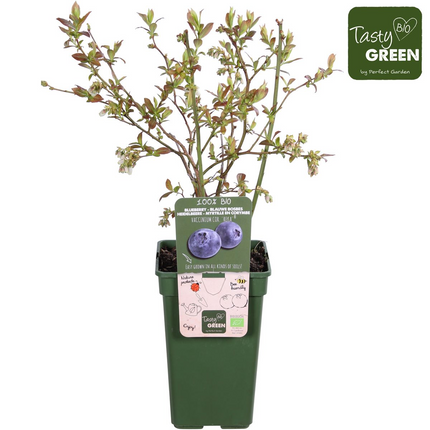 Vaccinium Corymbosum 'Reka' - Blueberry plant - ↕45cm - Ø13cm