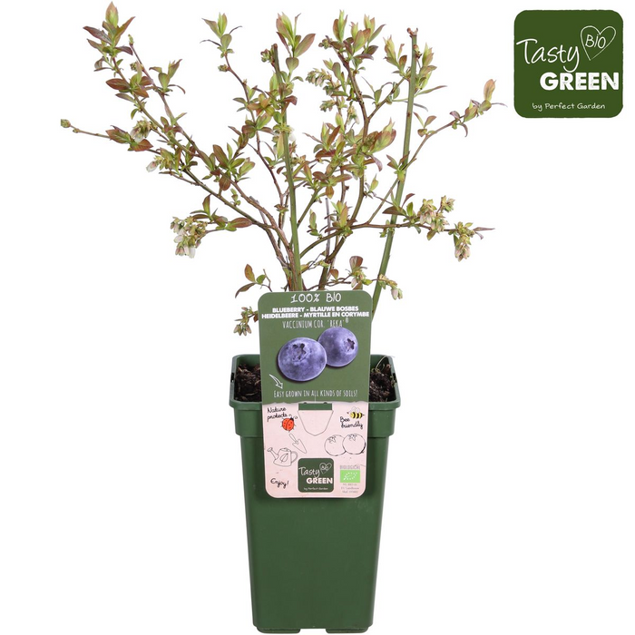 Vaccinium corymbosum 'Reka' - Blauwe bes - Ø13cm - ↕45cm