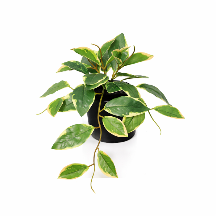 Plante artificielle Hoya Variegata - ↕23cm