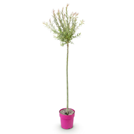 Salix Flamingo - Flamingo Wilg op stam - Ø23cm - ↕140-160cm
