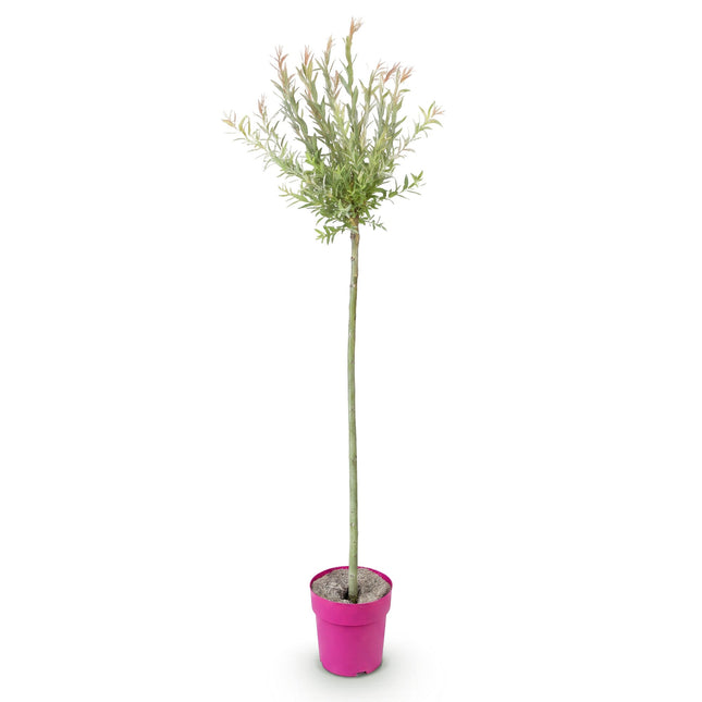 Salix Flamingo - Flamingo Wilg op stam - Ø23cm - ↕140-160cm