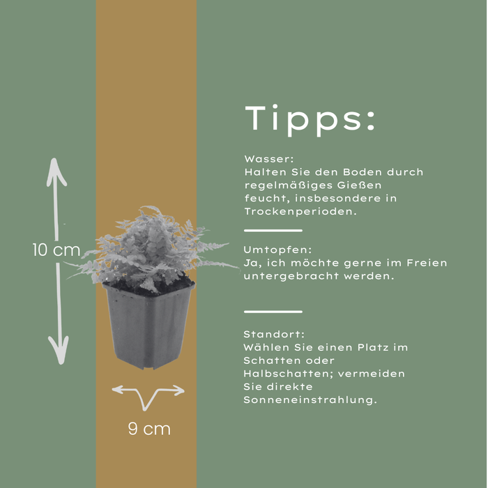 6x Dryopteris filix-mas - ↕10-25cm - Ø9cm
