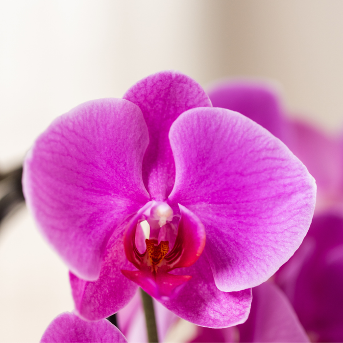 Kolibri Orchids | Paarse Freeride Niagara Falls orchidee + Bloom sierpot– Ø12cm | bloeiende kamerplant