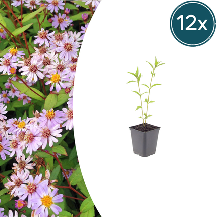 Aster de verano - Kalimeris incisa 'Blue Star' - ↕10-25cm - Ø9cm - 12x