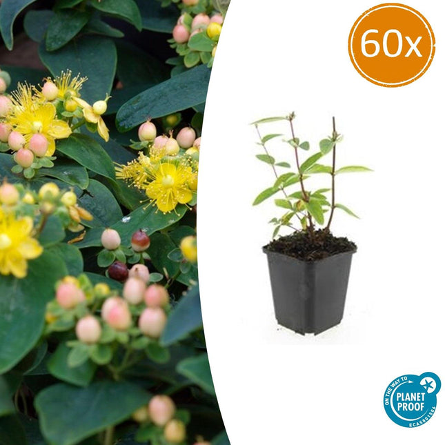 Hypericum inodorum 'Annebel' - ↕10-25cm - Ø9cm - 60x