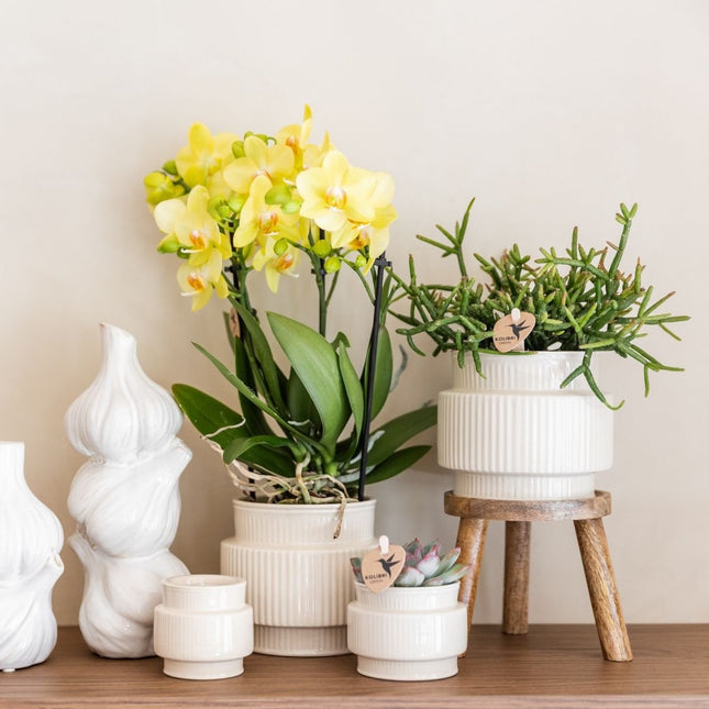 Kolibri Orchids | Combi Deal - 2 Gele Phalaenopsis Orchideeën Blossom Albenga - Ø9 cm