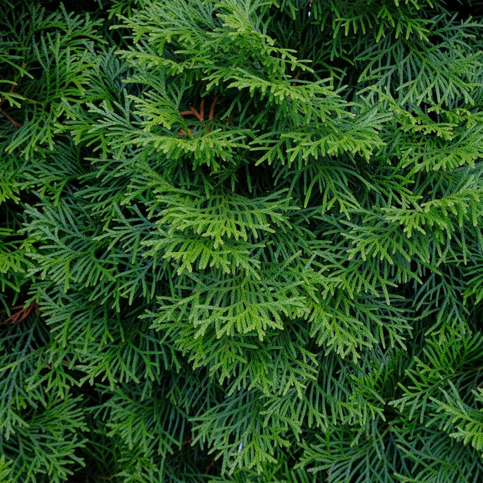 Haagplanten - Thuja occidentalis Smaragd - blad groen - 6 planten - 1 strekkende meter - groenblijvend - pot 17cm hoogte 60cm