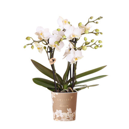Witte phalaenopsis orchidee Ø9cm | Zürich | bloeiende kamerplant