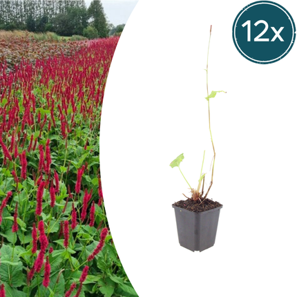 Persicaria amplexicaulis 'Blackfield' - Knotweed - ↕10-25cm - Ø9cm - 12x