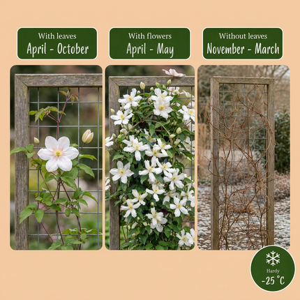 Clematis mont. 'Wilsonii' - Bergclematis - Wit - Klimplant - Ø9cm - ↕35cm