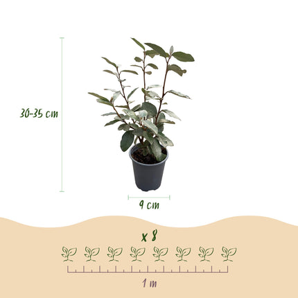 Elaeagnus ebbingei Compacta - 1 metro lineare - ↕30-35cm - Ø9cm - 8x
