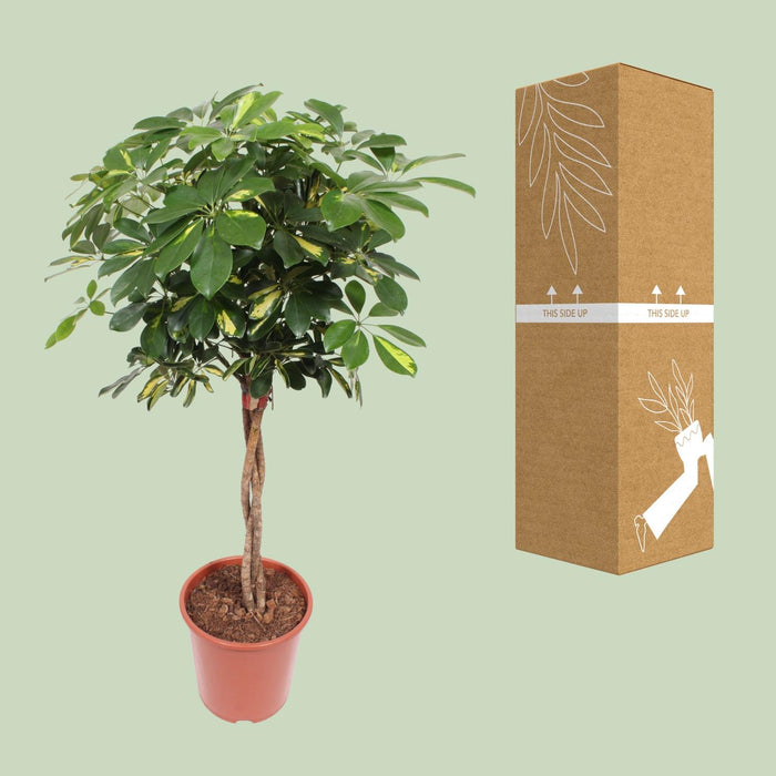 Schefflera Gold Capella - ↕120cm - Ø27cm