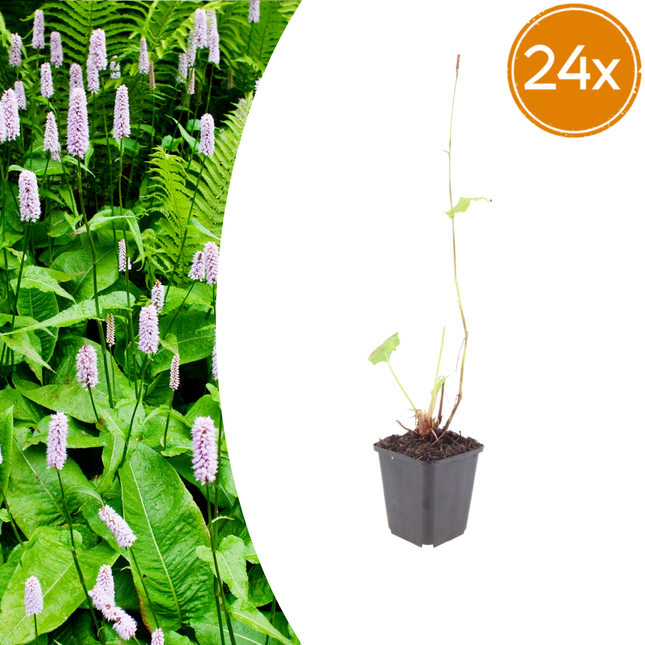 Persicaria amplexicaulis 'Alba' - Duizendknoop - ↕10-25cm - Ø9cm - 24x