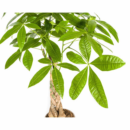 Pachira Aquatica with basket Ø21cm - ↕90 - 110cm