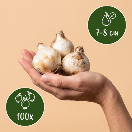 100x Muscari Magic mix - Bloembollen - Druifhyacint - Diversen - Verwilderingsbol - Bolmaat 7/8