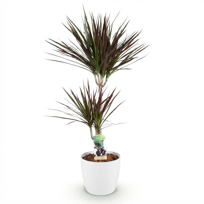 Dracaena Magenta - Dragon Tree - with white plant pot - ↕90-100cm - Ø21cm