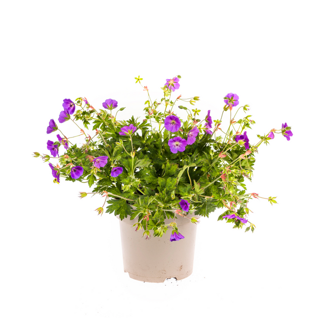 Geranium Rozanne Purple - ↕20-30cm - Ø19cm