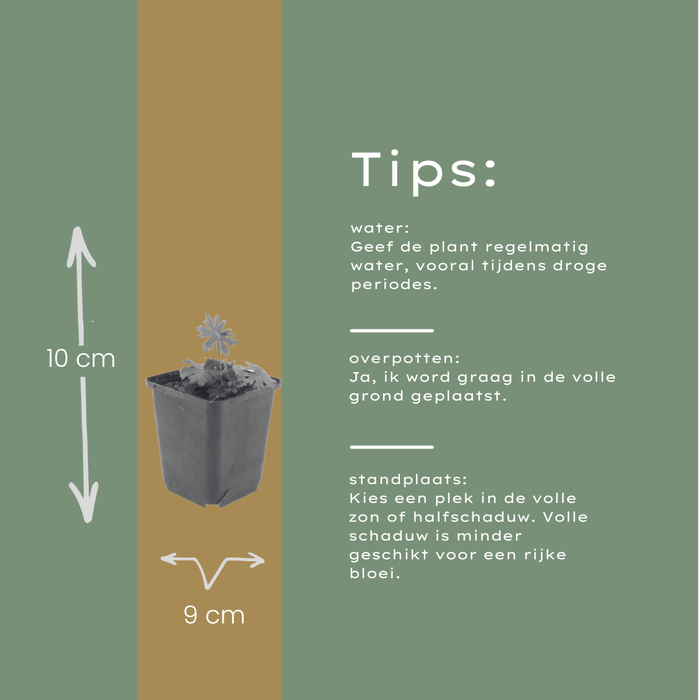 24x Geranium sanguineum - ↕10-25cm - Ø9cm