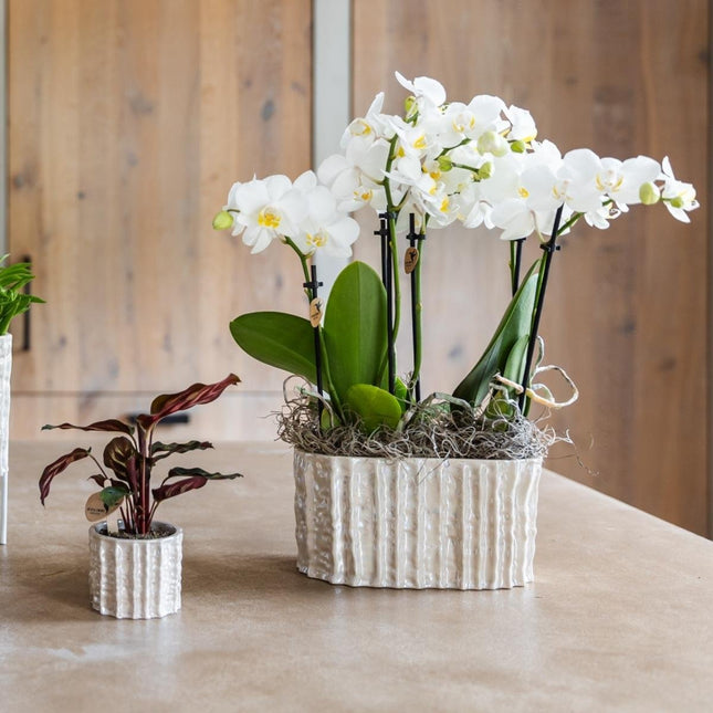 Kolibri Home | Oyster Twin blomkruka - Ø18 cm