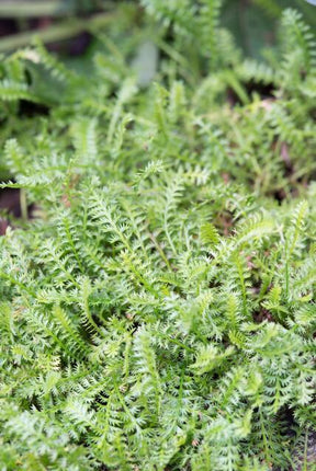 Leptinella Squalida – Kupferknopf – ↕10–25 cm – Ø9 cm – 60 Stück