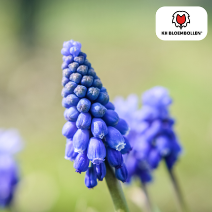 Muscari Bleu Moon 20 piezas
