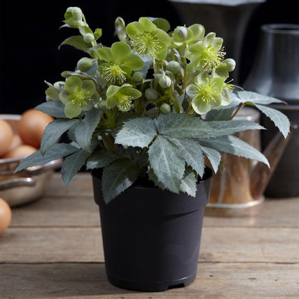 Lenzrose (Helleborus sternii 'Silver Dollar') – Grüne Blüte – 1 Pflanze – Immergrün – Topf: 14 cm, Höhe: 35 cm