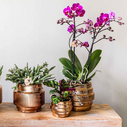 Kolibri Home | Allure Empire Shiny sierpot - Brons - Ø9cm