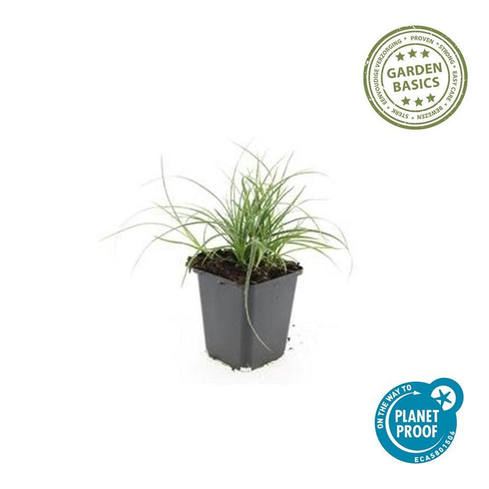 Luzula Nivea - Sneeuwwitte Veldbies - ↕10-25cm - Ø9cm - 12x