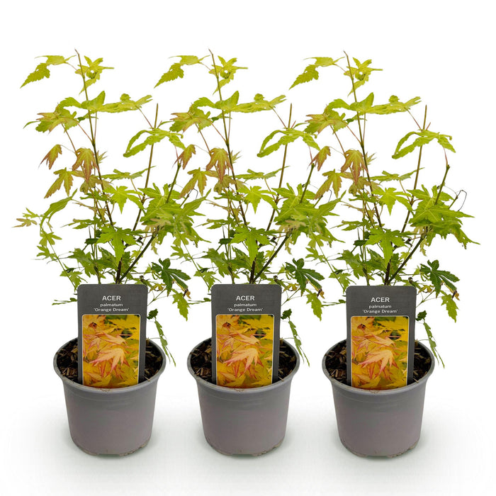 Acer palmatum Orange Dream - Orange - Pot de 12 cm, Hauteur 35 cm - Lot de 3