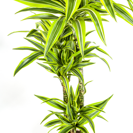 Dracaena Deremensis Lemon Lime met mand - ↕130-150cm - Ø24cm