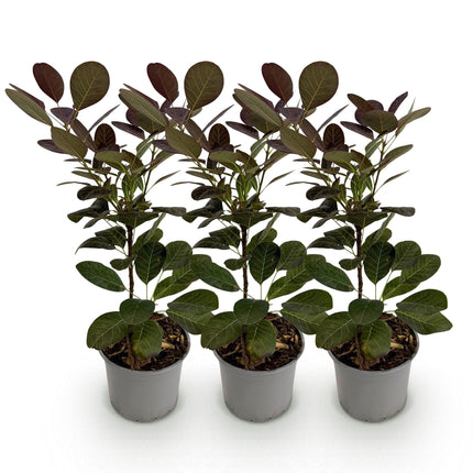 Cotinus coggygria Royal Purple - Pruikenboom - Paars - ↕35cm - Ø12cm - 3x