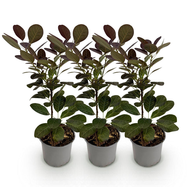 Cotinus coggygria Royal Purple - Røget træ - Lilla - ↕35cm - Ø12cm - 3x
