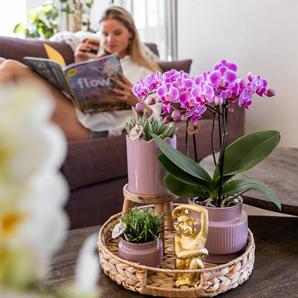 Kolibri Orchids | Gift Set Desert Summer Paars - Roze-Paarse Phalaenopsis Orchidee Mineral Frederikstad & Succulenten