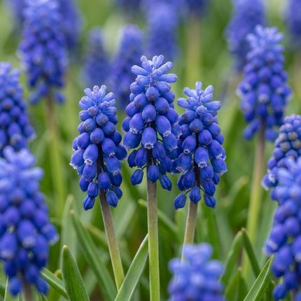 800x Muscari Armeniacum - Bloembollen - Armeense druifhyacint - Blauw - Verwilderingsbol - Bolmaat 7/8