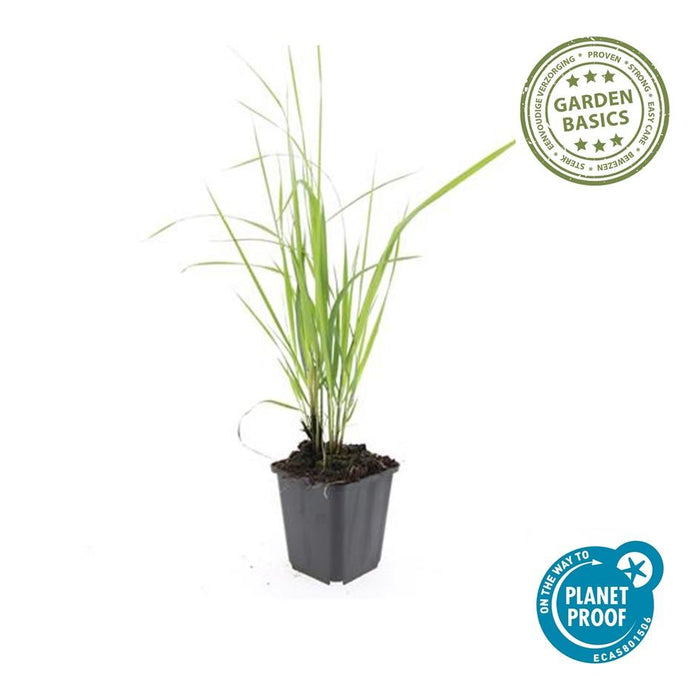 Calamagrostis Acutiflora 'Karl Foerster' - Struisriet - ↕10-25cm - Ø9cm - 40x