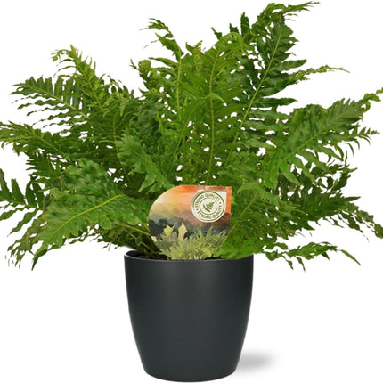 Blechnum Silver Lady – ↕50 cm – Ø17 cm + Topf Brüssel D18x17 cm – Anthrazit