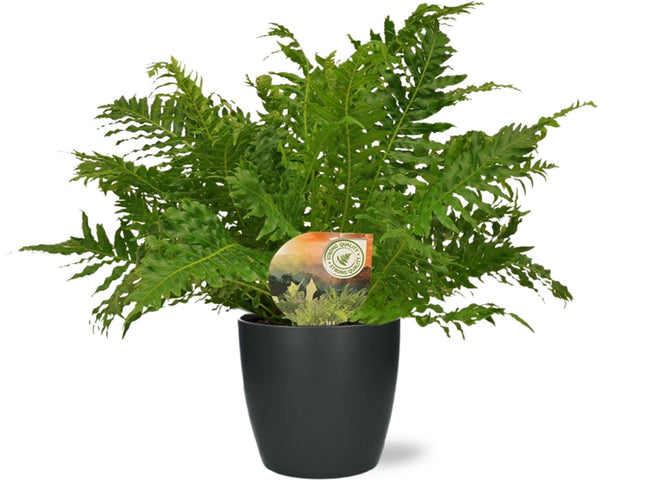 Blechnum Silver Lady - ↕50cm - Ø17cm + Pot Brussels D18x17cm - Antraciet