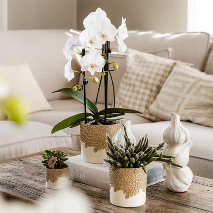 Kolibri Orchids | Combi Deal - 4 Witte Phalaenopsis Orchideeën Niagara Fall White - Ø12 cm