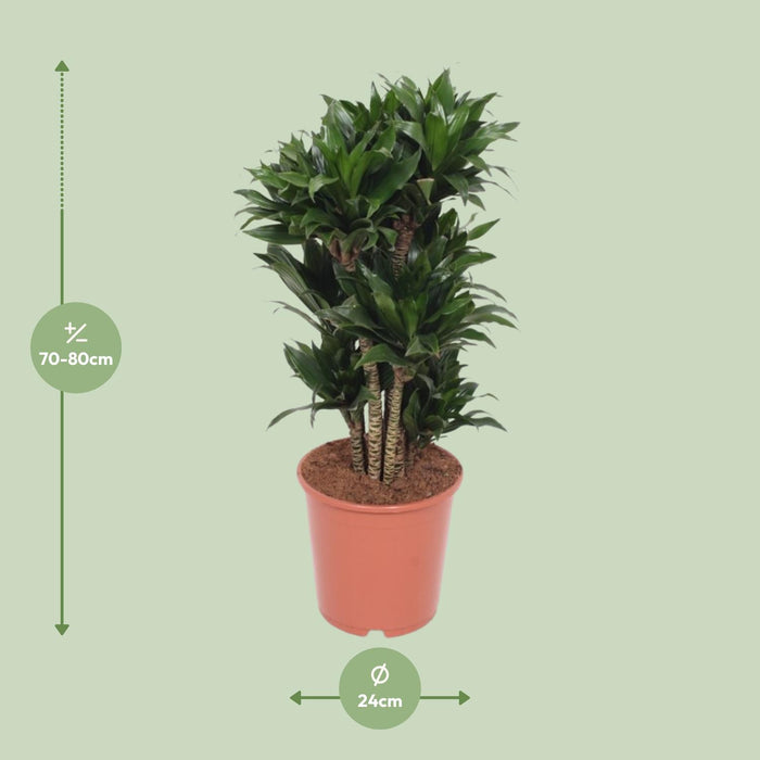 Dracaena Compacta - Drakenplant - ↕80cm - Ø24cm