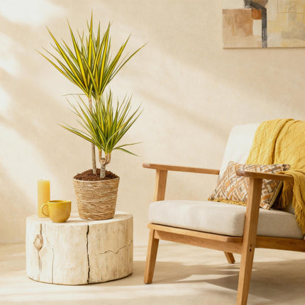 Dracaena Sunray - Árbol de sangre de dragón - ↕90-100cm - Ø21cm