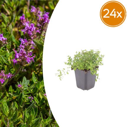 Thymus serpyllum - Kruiptijm - ↕10-25cm - Ø9cm - 24x