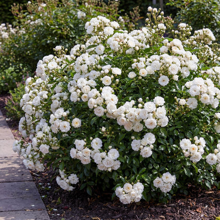 Rosa White Fairy - Roos - Winterhard - Wit - 1 Plant - Pot 12cm - Hoogte Hoogte 20-25cm