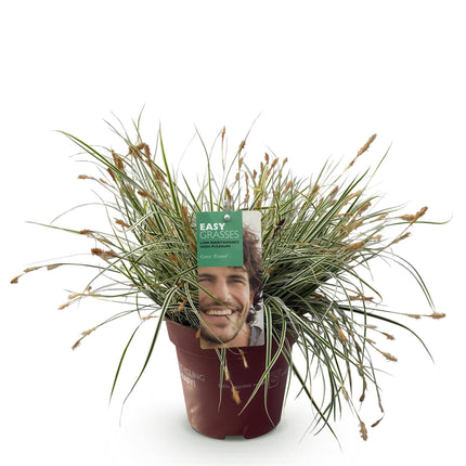 Carex oshimensis Everest - Carice - Bianca e Verde - ↕50cm - Ø17cm