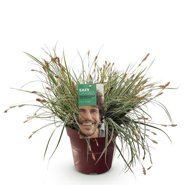 Carex oshimensis Everest - Zegge - Wit en Groen - ↕50cm - Ø17cm