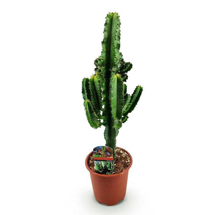 Euphorbia Eritrea - Afrikaanse melkboom - ↕60cm - Ø17cm