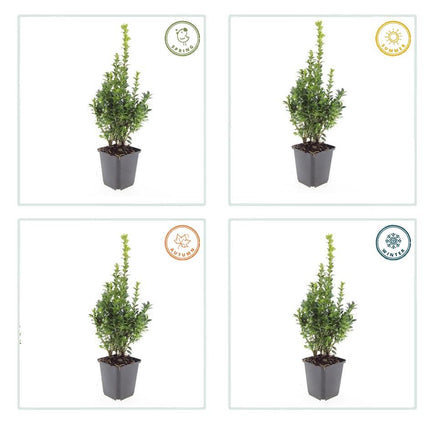 Buxus Sempervirens - ↕10-25cm - Ø9cm - 12x